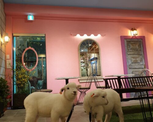 Thanks Nature Cafe │ Korea’s Unmissable Sheep Cafe – Ultimate Hongdae Guide