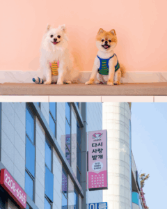 Best Dasisarangbatgae – Be lovedog Korea Guide