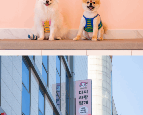 Best Dasisarangbatgae – Be lovedog Korea Guide