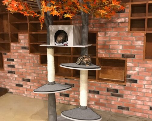 Zoominsenteo Korea Hongdae Animal Cafe Complete Guide | ₩17,000 Admission, Hours, Directions & Reviews