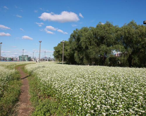 Seorae Island Seoul Korea Complete Guide | Hangang Picnic, Canola Flowers, Sunsets, Free Entry & Transport