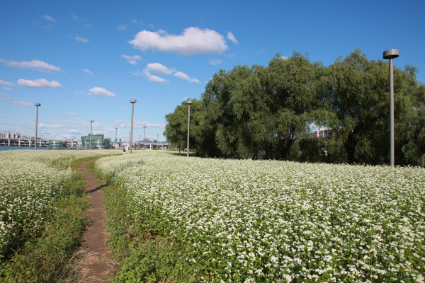 Seorae Island Seoul Korea Complete Guide | Hangang Picnic, Canola Flowers, Sunsets, Free Entry & Transport